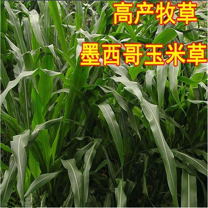 牧草种子墨西哥玉米草种子阔叶优12玉米草种籽大叶高产猪牛羊草籽