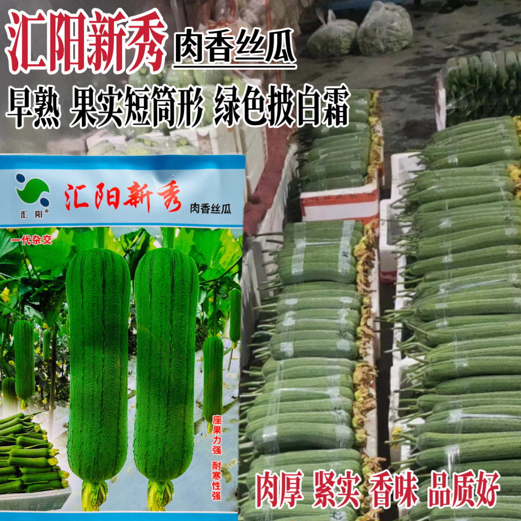 汇阳新秀肉丝瓜种子早熟