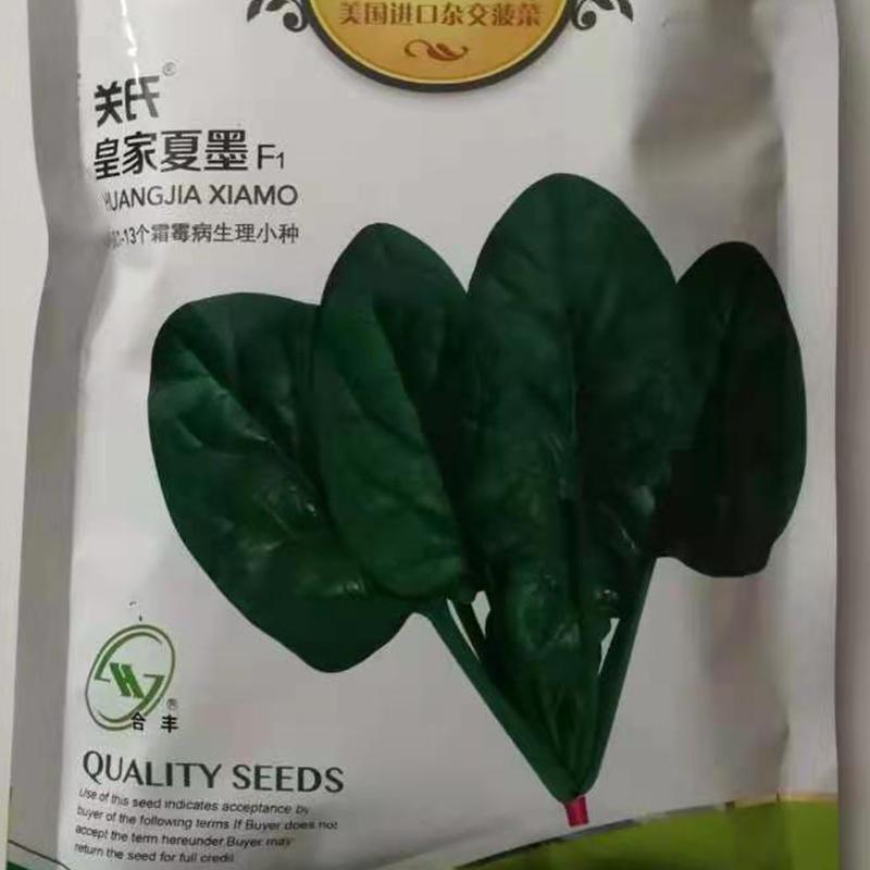 皇家夏墨菠菜种籽圆叶大叶耐热杂交高产中晚熟种孑春夏秋蔬菜种子