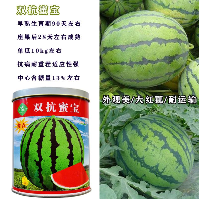 科乐双抗蜜宝西瓜种子高糖大果早熟高产抗病耐重茬农家春秋播精选