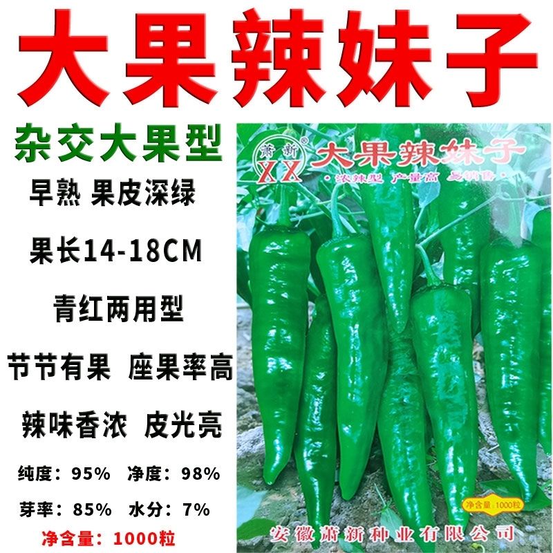 大果辣妹子辣椒种子杂交早熟青红椒两用香辣味浓果皮深绿熟果鲜红