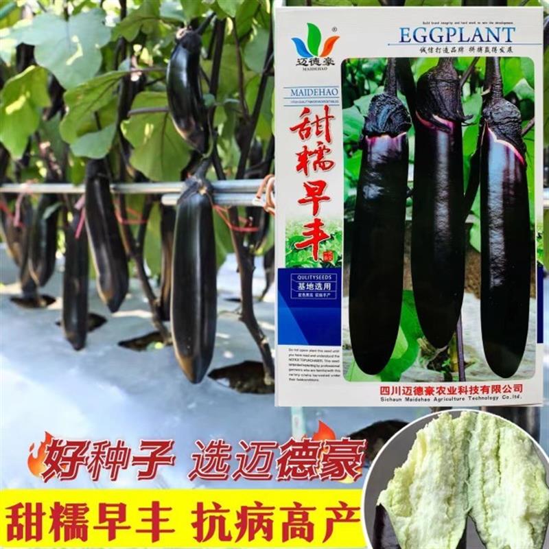 甜糯早丰茄子种子紫黑长棒形条形顺直尾部钝尖果肉淡绿多色早熟