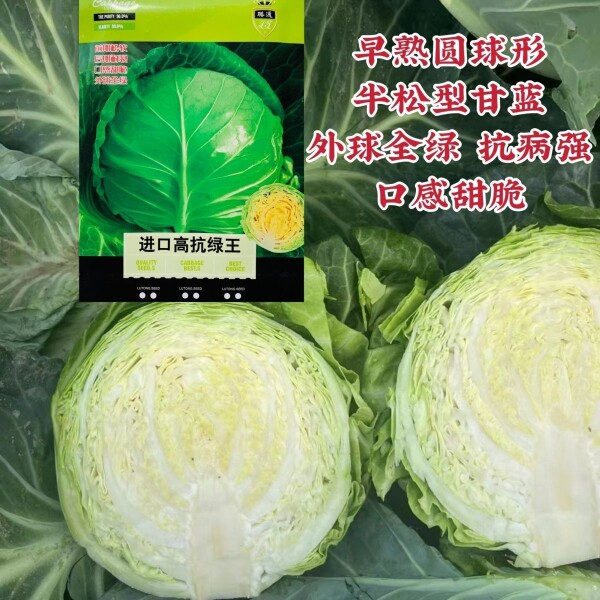 进口高抗绿王甘蓝种子早熟圆形包头菜种籽甜脆甘兰菜种子春秋两季
