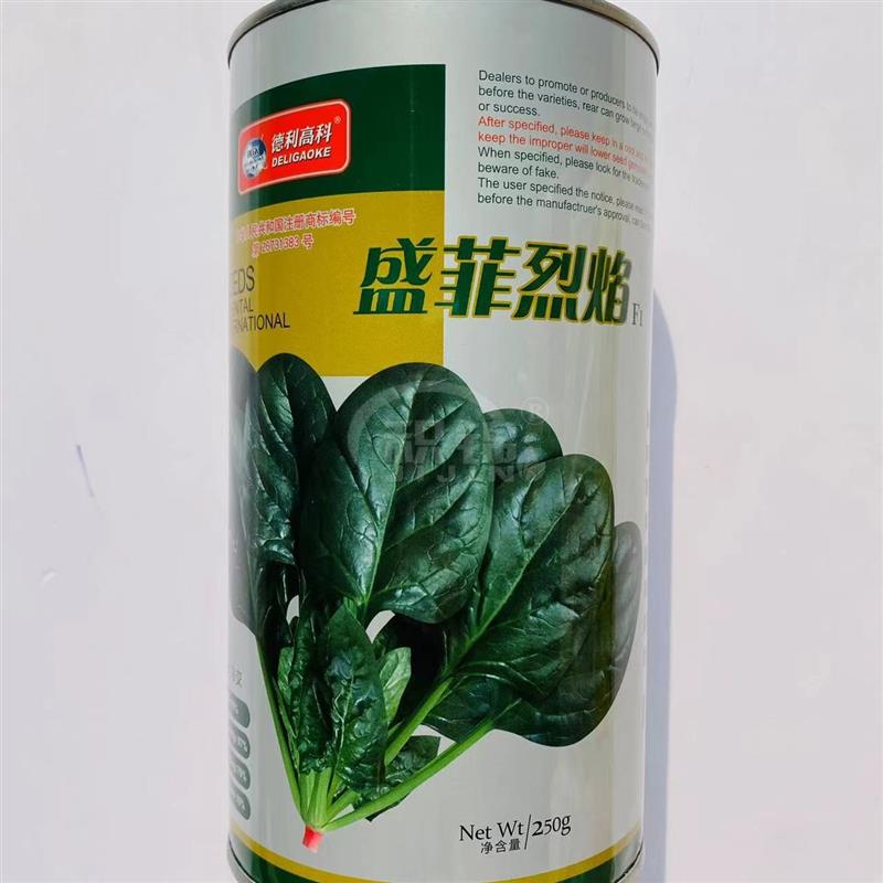 哈力德盛菲烈焰菠菜种子高产抗病耐热耐寒大圆叶菠菜种籽基地专用