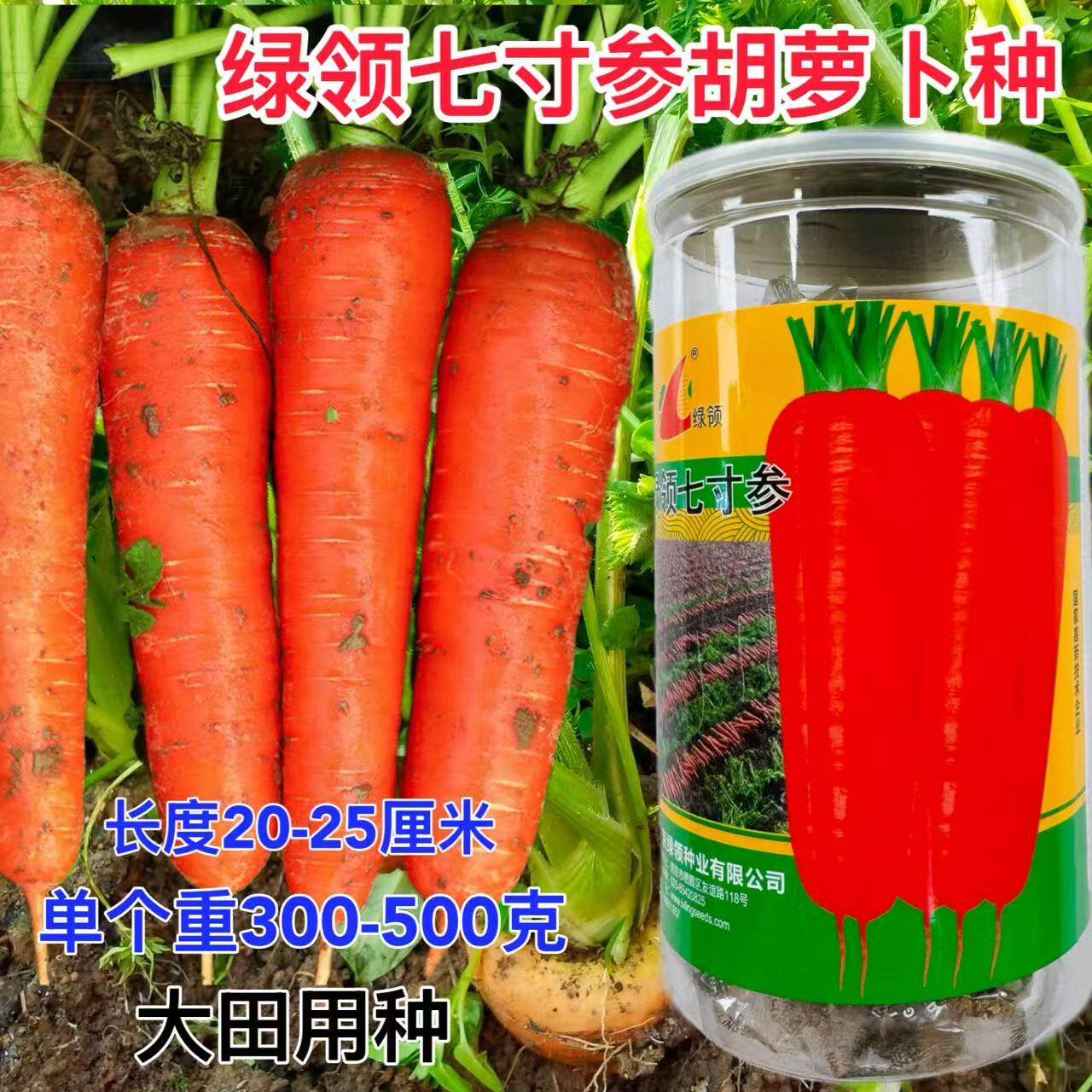 绿领七寸参胡萝卜种子橙