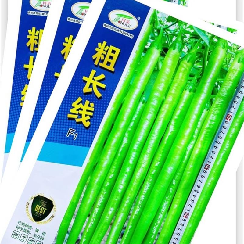 杂交粗长线椒种子浓香结果多高产抗病粗长线辣椒种籽基地春秋