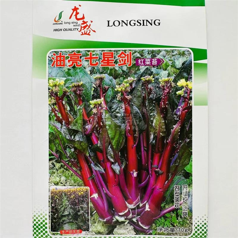 龙盛油亮七星剑红菜苔种子正宗紫红色菜薹种子中熟分枝性强苔粗长