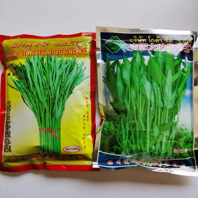 空心菜种子四季高产小叶大叶空心菜种子水培阳台盆栽蔬菜种子