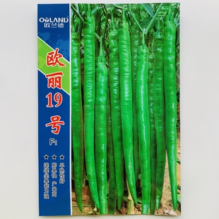 欧丽19号辣椒种子超长线椒种籽香辣长大椒 秋冬四季优质蔬菜种孑
