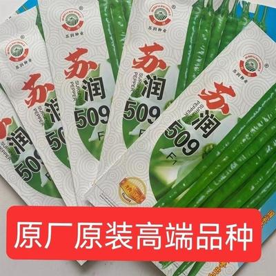 苏润509线椒种子杂交早中熟绿色加长条椒中辣高品质辣椒高端品种