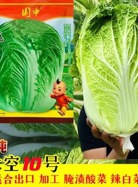 精纯太空10号大白菜种子F1杂交抗病根不烂白菜种子孑秋冬季耐寒