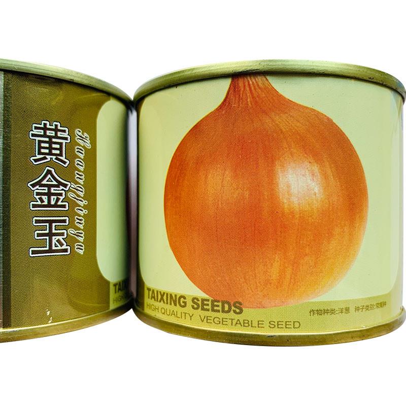 黄金玉黄皮洋葱种子爽脆种多汁早熟抗蔬病高产易中秋冬四季香葱四