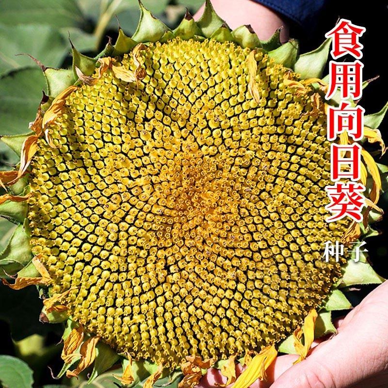 春秋季蔬菜大板 艾莉尔大粒种子向日葵食葵饱满高产孑葵花籽香葵