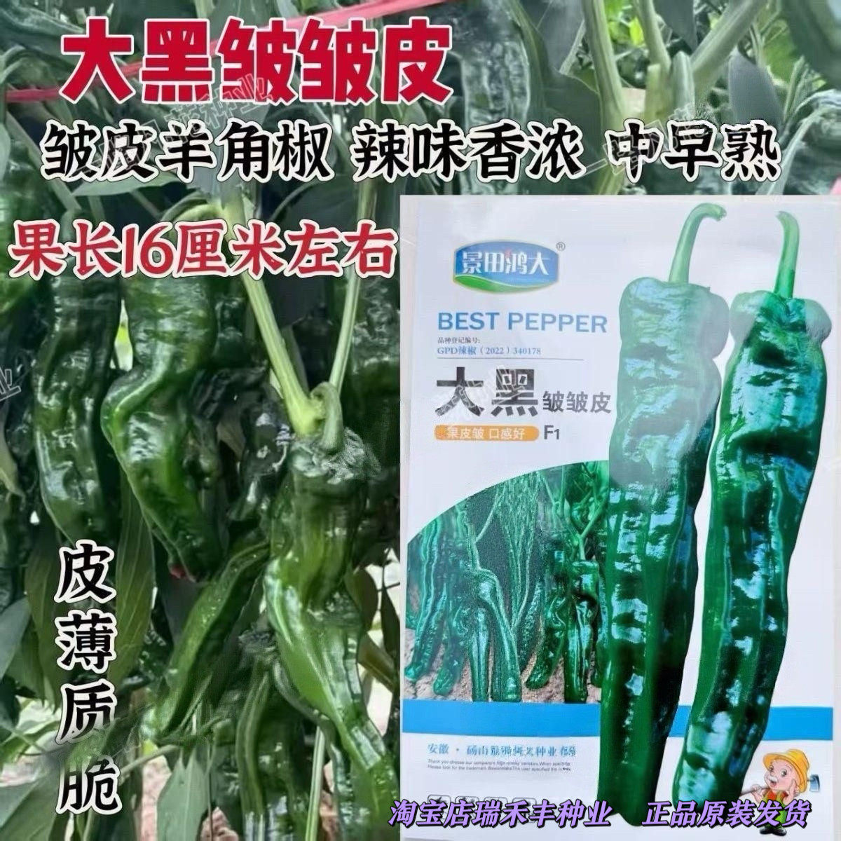 大黑皱皱皮大果皱皮辣椒种子大黑皱皱辣种子特辣皮薄深绿色香辣籽