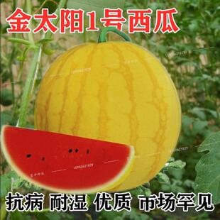黄皮红瓤西瓜种子黄小玉西瓜种籽早熟8424麒麟西瓜礼品小西瓜种孑