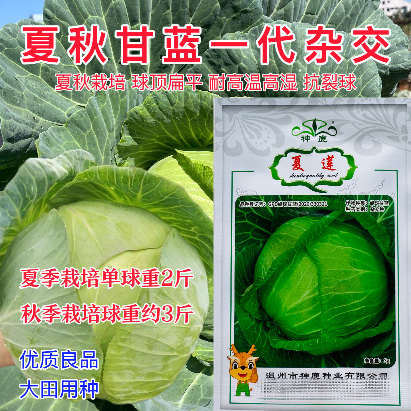 神鹿夏莲甘蓝种子夏秋季