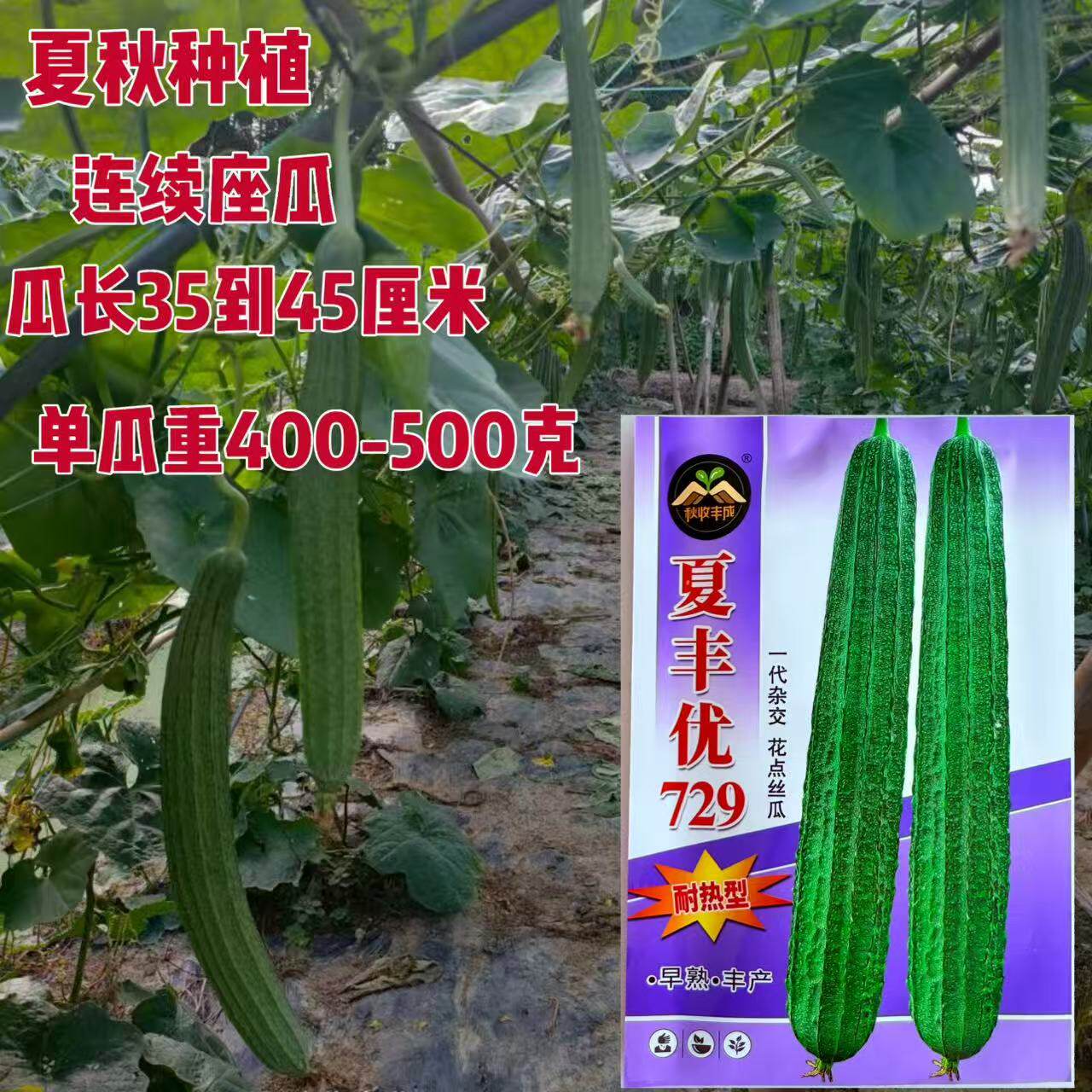 夏丰优729大肉花点丝瓜种