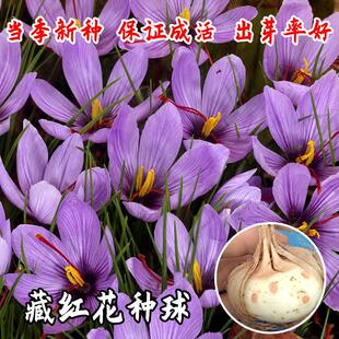 正宗藏红花种球药用食用番红花盆栽耐寒秋冬季花卉球种西红花种子
