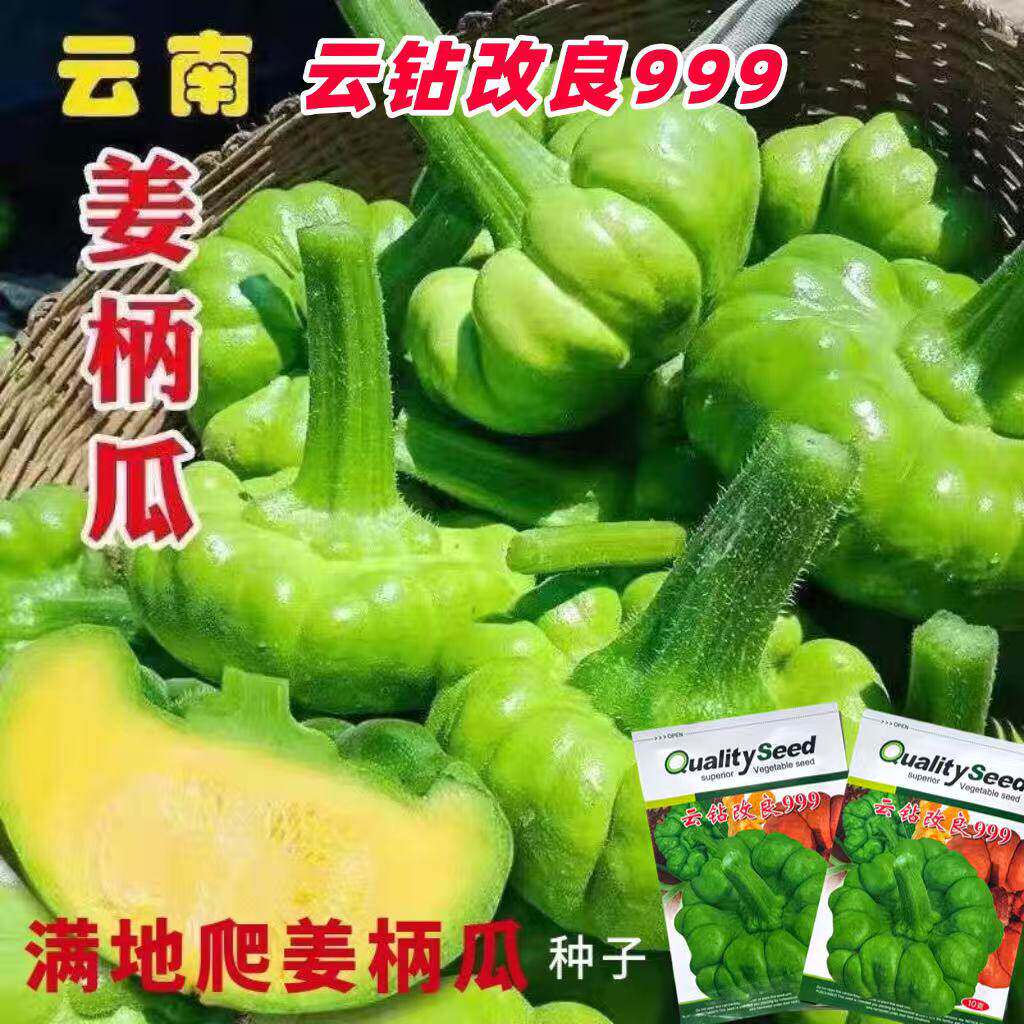 云钻改良姜柄瓜种子云南