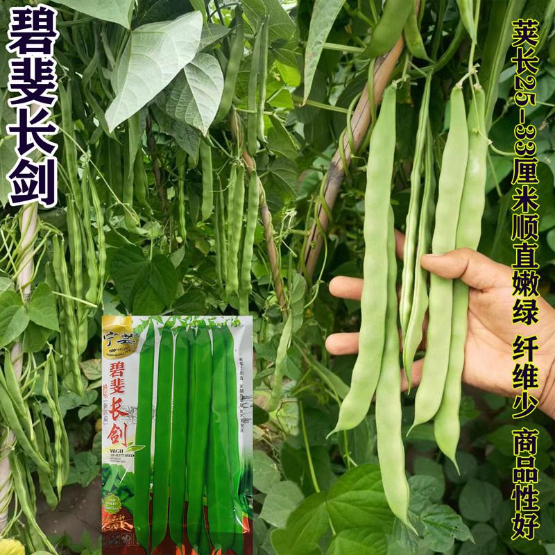 碧斐长剑四季豆种子厚肉架豆刀豆扁豆芸豆高产春夏秋播蔬菜种孑籽