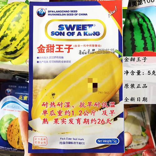 金甜王子甜瓜种子黄皮白肉香瓜种籽抗病耐热抗旱耐低温瓜种孑春季