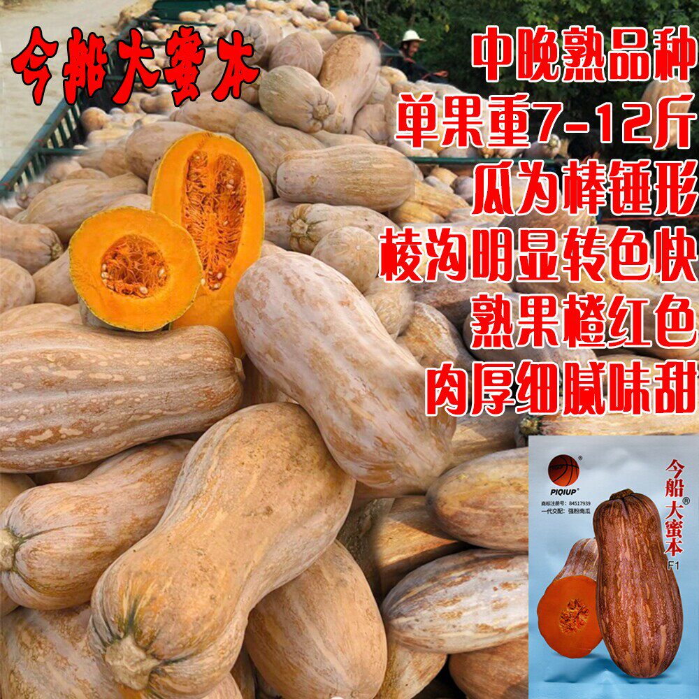 金船大蜜本南瓜种子中熟