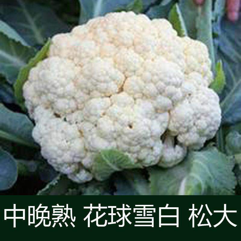 100天花菜种子 有机白菜花种籽青梗花椰菜种孑秋季松花菜蔬菜种子