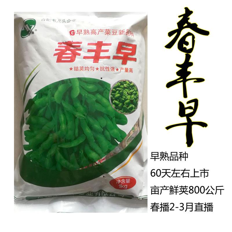 青毛豆种子鲜食大荚早熟毛豆丰产高蛋白大田基地蔬菜种子包邮