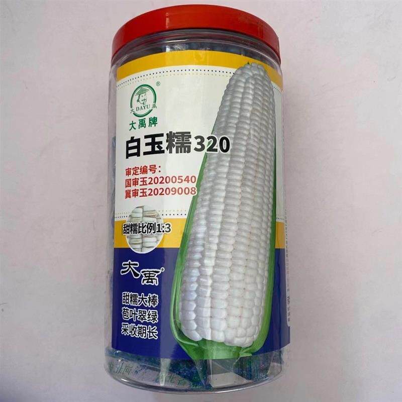 白玉糯320玉米种子早熟大棒白甜糯玉米种籽鲜食粘糯玉米种籽