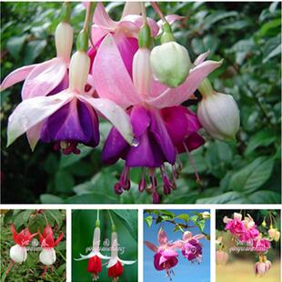 倒挂金钟 灯笼花花种子 吊钟海棠 室内盆栽香草植物四季播种花卉