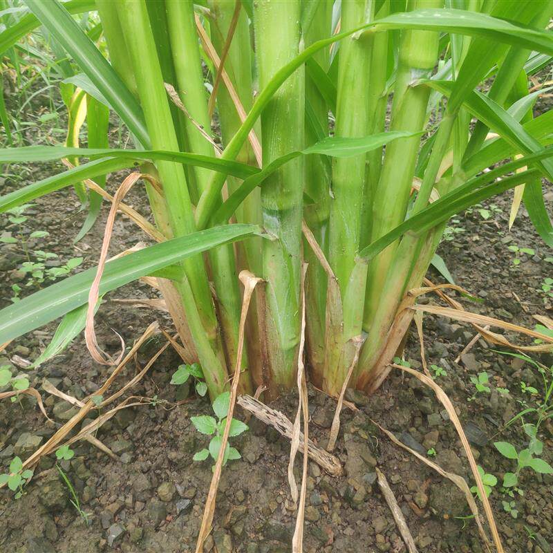 甜象草种节牧草种子巨菌草3号宽叶多年生桂牧一号牛草耐寒皇竹草