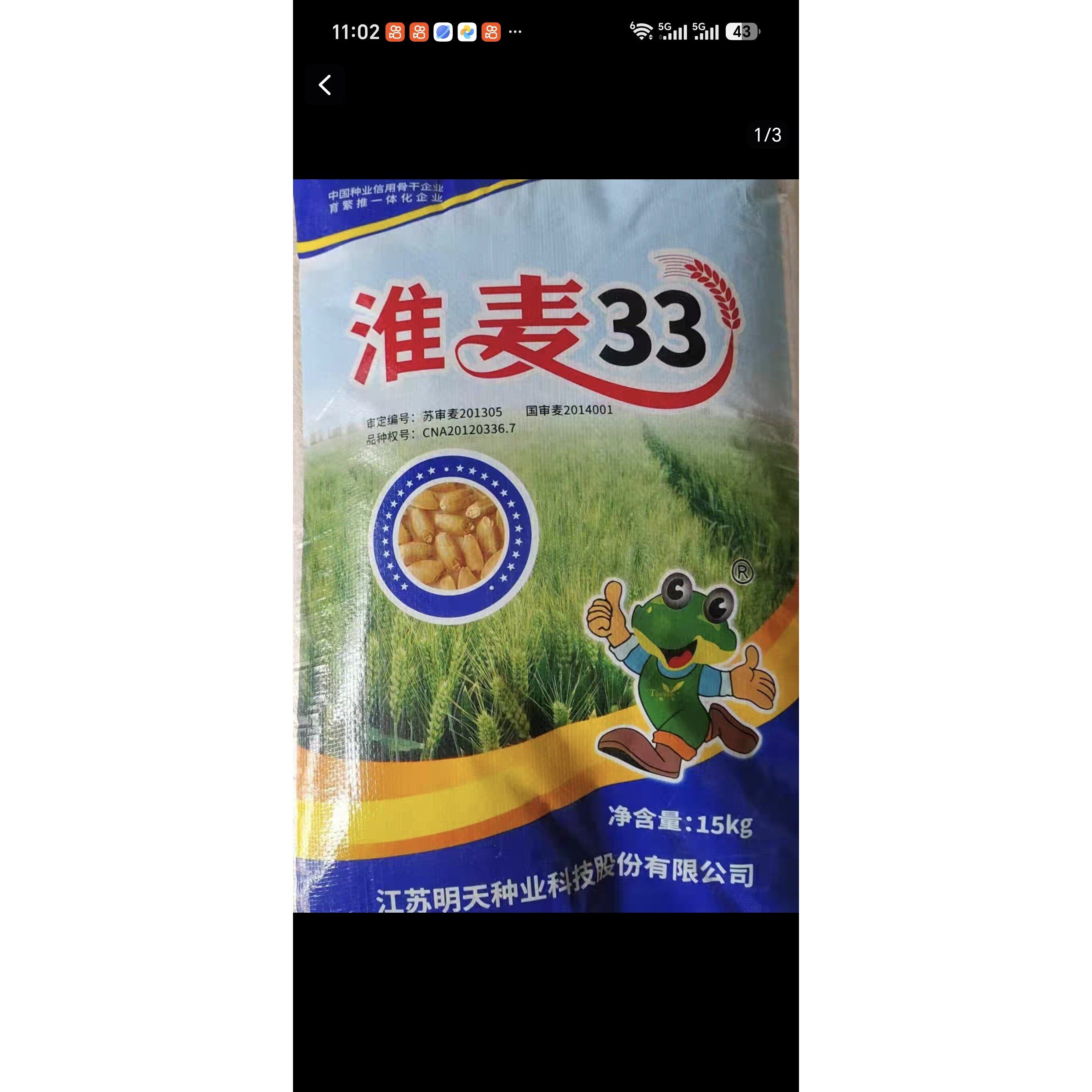 国审淮麦33高产抗病抗倒优质小麦种子矮杆抗倒伏大穗大粒秋季播种