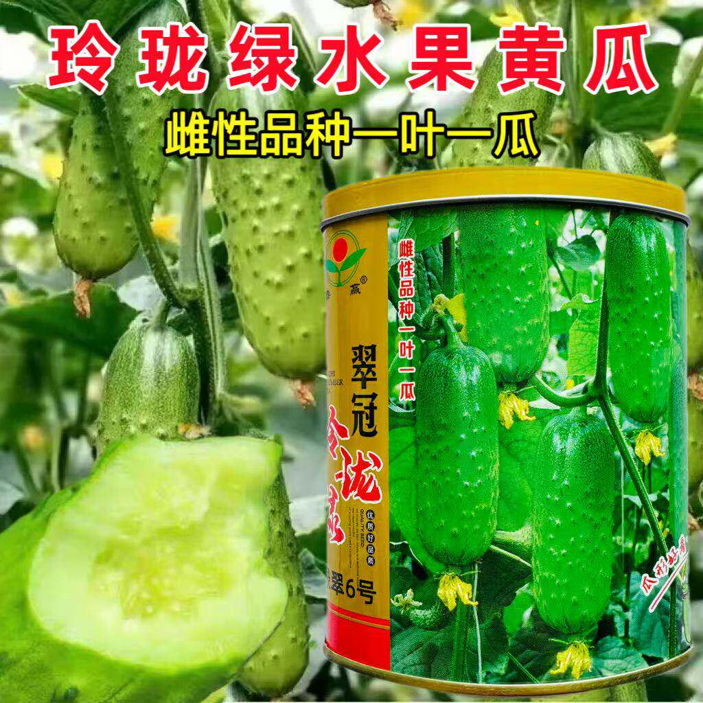 翠冠玲珑绿水果黄瓜种子