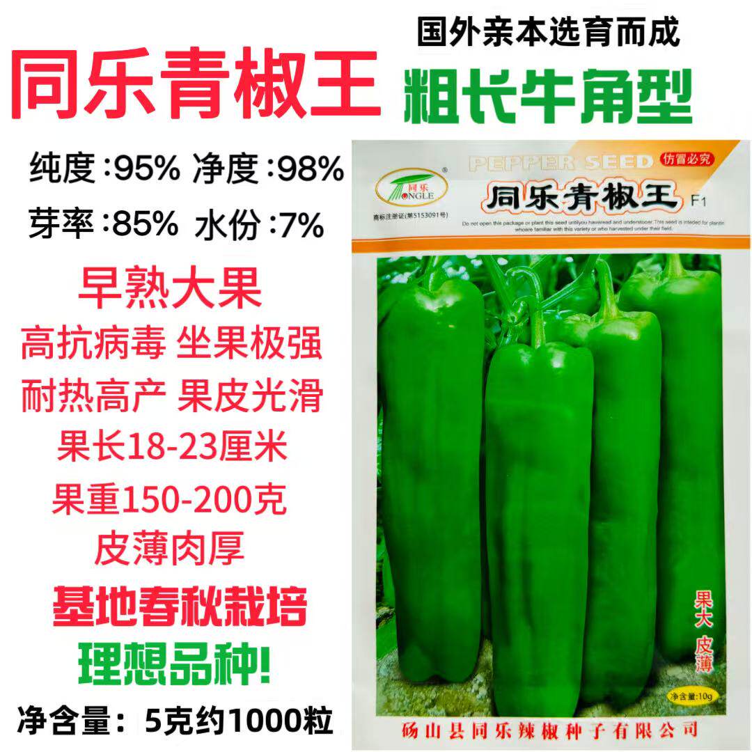 同乐青椒王辣椒种子早熟