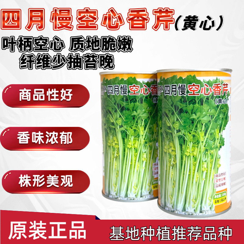 四月慢黄心芹种子叶绿杆