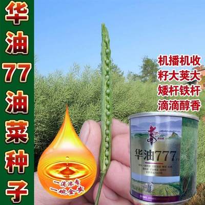 华油777油菜种子高产高油铁杆油菜种籽抗倒伏抗病农家秋季越冬孑