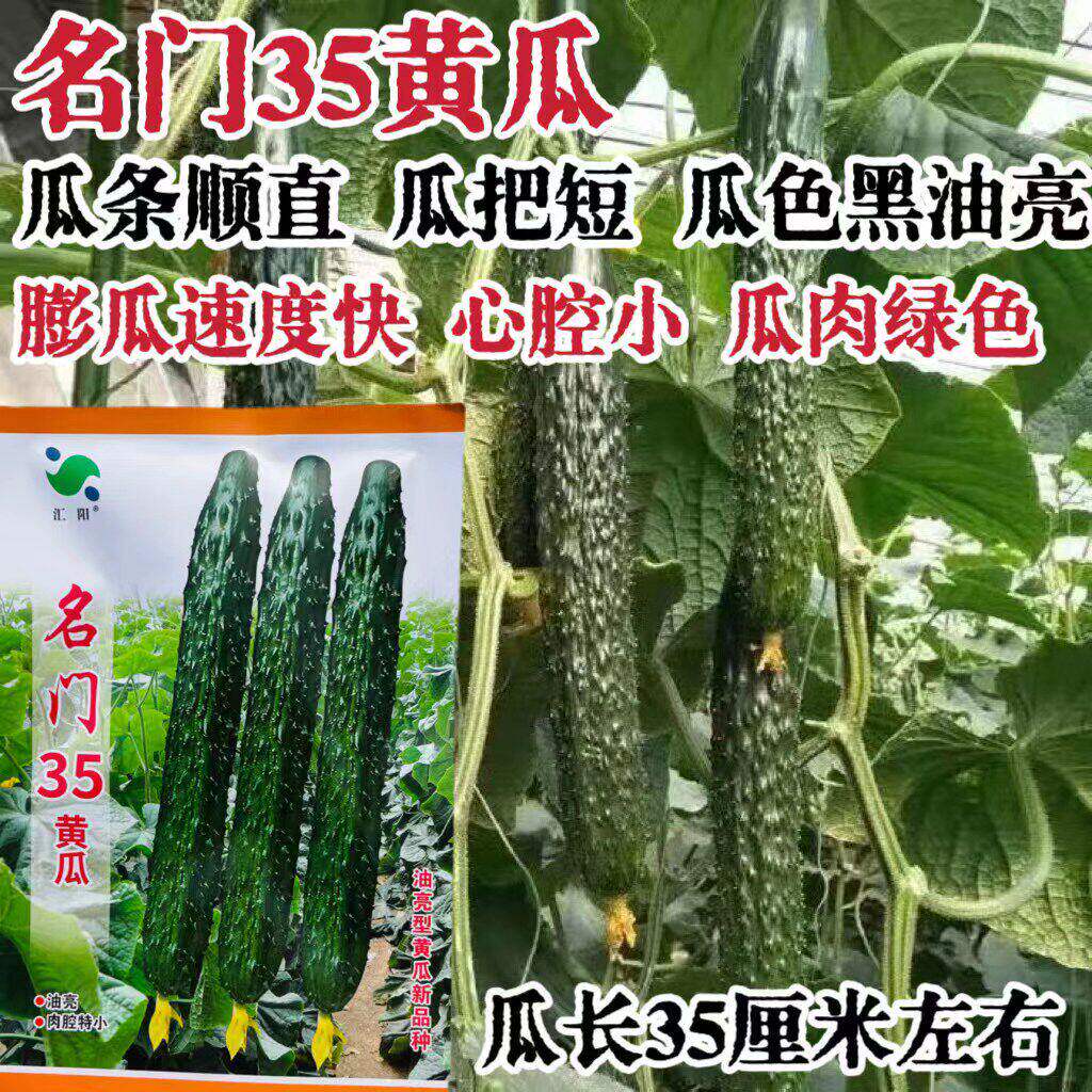 名门35黄瓜种子强雌耐热