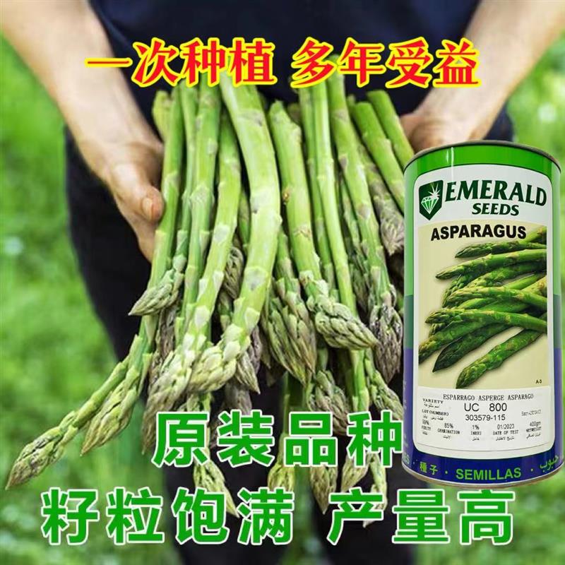 美国进口UC800芦笋种籽高产抗病耐寒春秋播大田进口绿芦笋种子孑