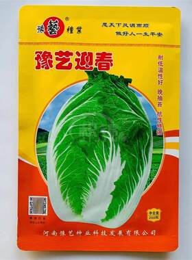 豫艺迎春大白菜种子早熟春播黄心大白菜种籽炮弹形耐抽苔蔬菜种子