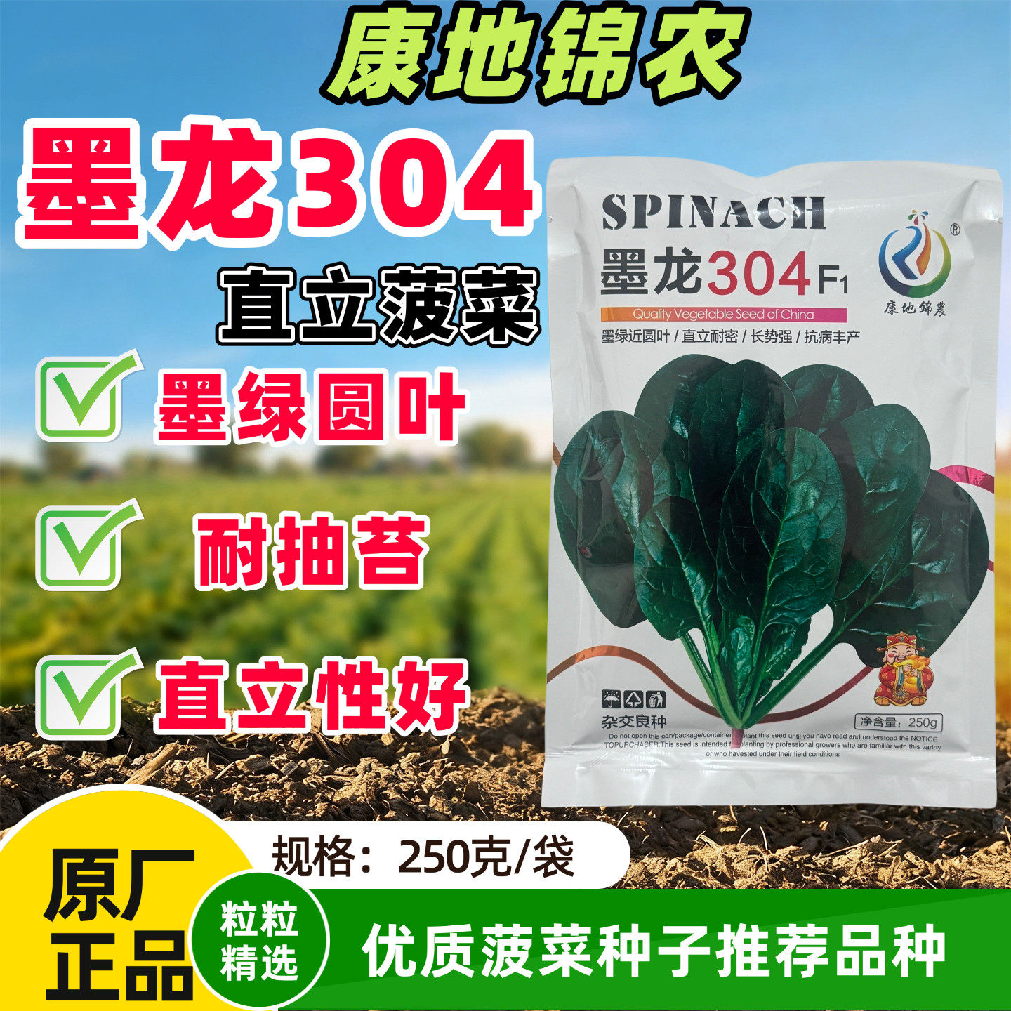 墨龙304菠菜种子墨绿圆叶