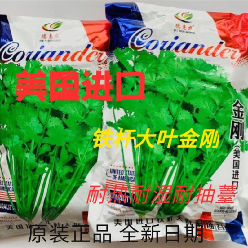 美国进口金刚香菜种大芫荽种铁杆大叶耐热耐寒耐抽薹四季大田专用