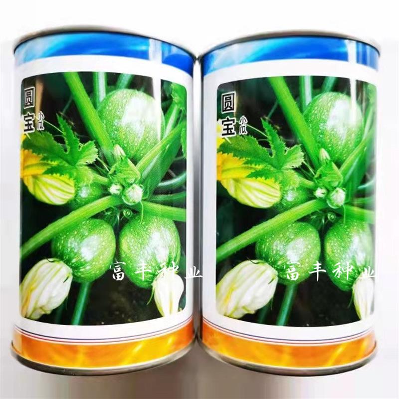 圆宝小瓜西葫芦种子 短蔓无蔓圆形西葫芦高产春季嫩南瓜菜南瓜种