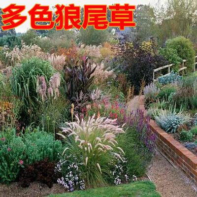 护坡型狗尾巴草种子 猫尾草种子观赏紫穗羽绒长毛兔尾狼尾草种子