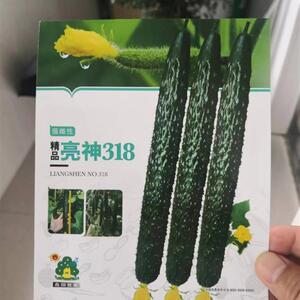 强雌性精品亮神318黄瓜种籽老品种绿皮绿肉耐底溫密刺春秋大田种