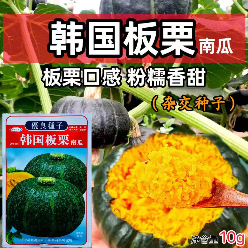 韩国板栗南瓜种子早熟扁