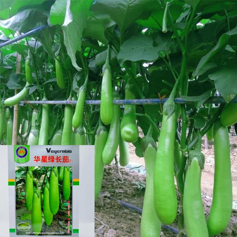 绿如意长茄种子青茄子早熟高产抗病春秋季农家菜园庭院蔬菜种籽孑