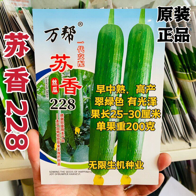 苏香228丝瓜种子短棒翠绿
