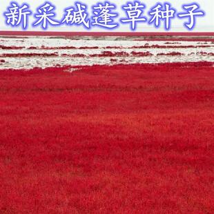 碱蓬草种子种植盐碱地改善沙地土壤改良黄须菜食用田菁绿肥草种籽