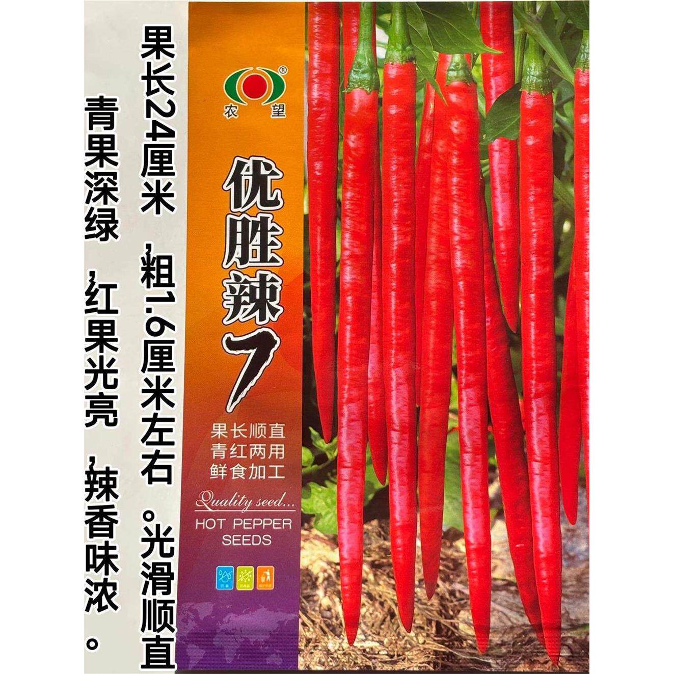干辣椒专用优胜7号长线椒