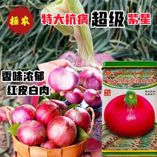 拯农种苗特大抗病紫红紫星洋葱种子250g中早熟半高桩紫红色圆葱种